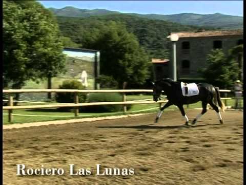 Ver Video