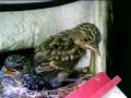 video Gnezdo-The nest-3