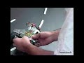 Pruebas de prototipos en el nacional de minirobotica