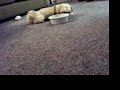 DogSitting DogSitting