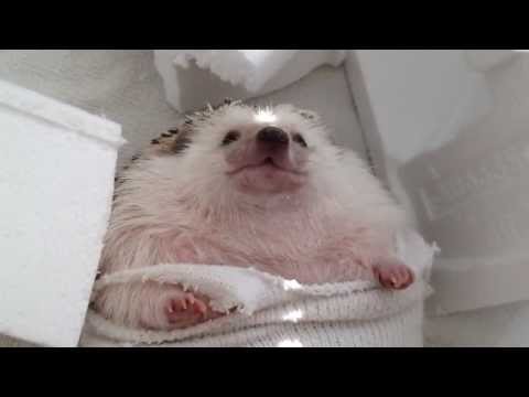 "Wrecking Ball"--Hedgehog Parody