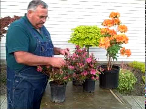 how to transplant azalea plants