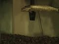 Muskie Eats Goldfish