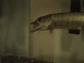 Muskie Eats Goldfish