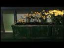Modern Nature - Pushing Daisies