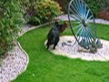 Irish Setter Pup and Flat coated Retriever