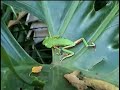 Phyllomedusa distincta filmada no Santuário Rã-bugio, em Guaramirim, SCInstituto Rã-bugio para Conservação da BiodiversidadeJaraguá do Sul, SC http://www.ra-bugio.org.br