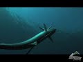 Freediver Mike Hickey spears cero mackeral Freediver Mike Hickey spears cero mackeral