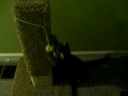 killer kitten killer kitten