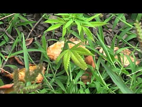 how to harvest outdoor indica