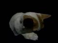 Attack Cat