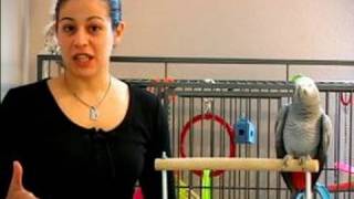 How To Train A Parrot : How To Potty Train A Parrot