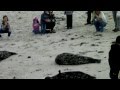 Crazy Rabid Seal Tries to Attack Child
