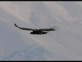 Colca Canyon Condors