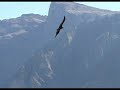 Colca Canyon Condors