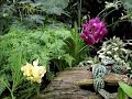 Expert Vanda Orchid Care Expert Vanda Orchid Care