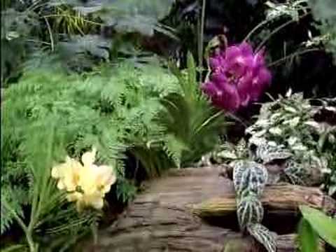 how to transplant vanda orchids