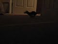 roxxi and spunky
