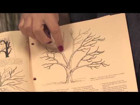 how to care orange tree