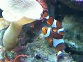 CLOWN FISH SPAWN