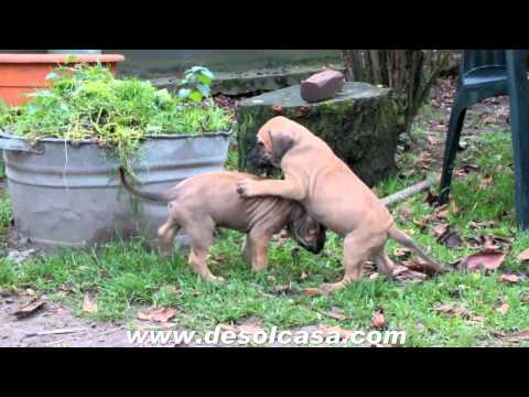 fila brasileiro