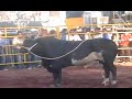 Jaripeo en Santa Ana Maya