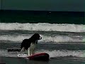 Loews Surf Dog Competition Loews Surf Dog Competition