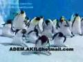 ARDAHAN Y�RES�N�N OYUNUNU OYNAYAN PENGUENLER