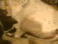 COW QURBANI 2009
