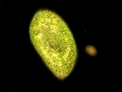 ???????? - Paramecium bursaria