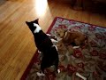 Basenji\ Basenji\