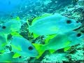 club med kani maldives
