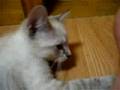 kittenslap