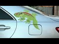 Click here to watch this video Автовинил или наклейки на авто, от StickButik
