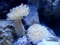 nano marine tank setup day 12