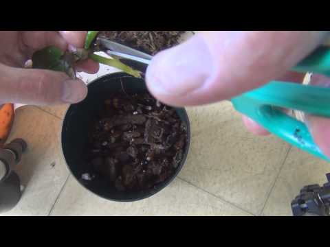 how to transplant an orchid to a bigger pot