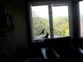 Crow Attack
