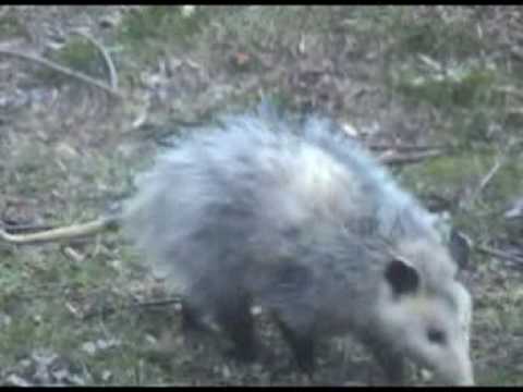 Giant rat paid me a visit today