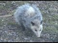 Giant rat paid me a visit today Giant rat paid me a visit today