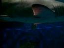 aburatsubo marine park