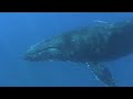 Greenpeace Brasil -Apresentando A Trilha das Grandes Baleias