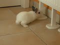 Snorky � la d�couverte de l\