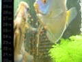 DESOVA DE ACARA DISCO EM AQUARIO COMUNITARIO PLANTADO. 