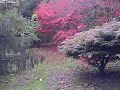 allan taking photos of acers at batsford arborutum