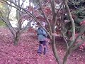 allan taking photos of acers at batsford arborutum