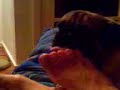 My crazy Pug loves to lick feet. :D