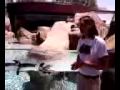 The National Aviary Penguin Exhibit Introduction - Erin Estelle