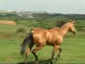 Suplemento mineral para Equinos