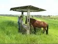 Suplemento mineral para Equinos