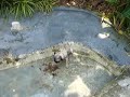 My pug ziglar splashing around My pug ziglar splashing around